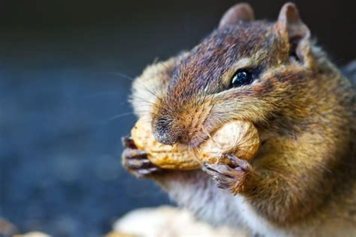 Which animal eats more?