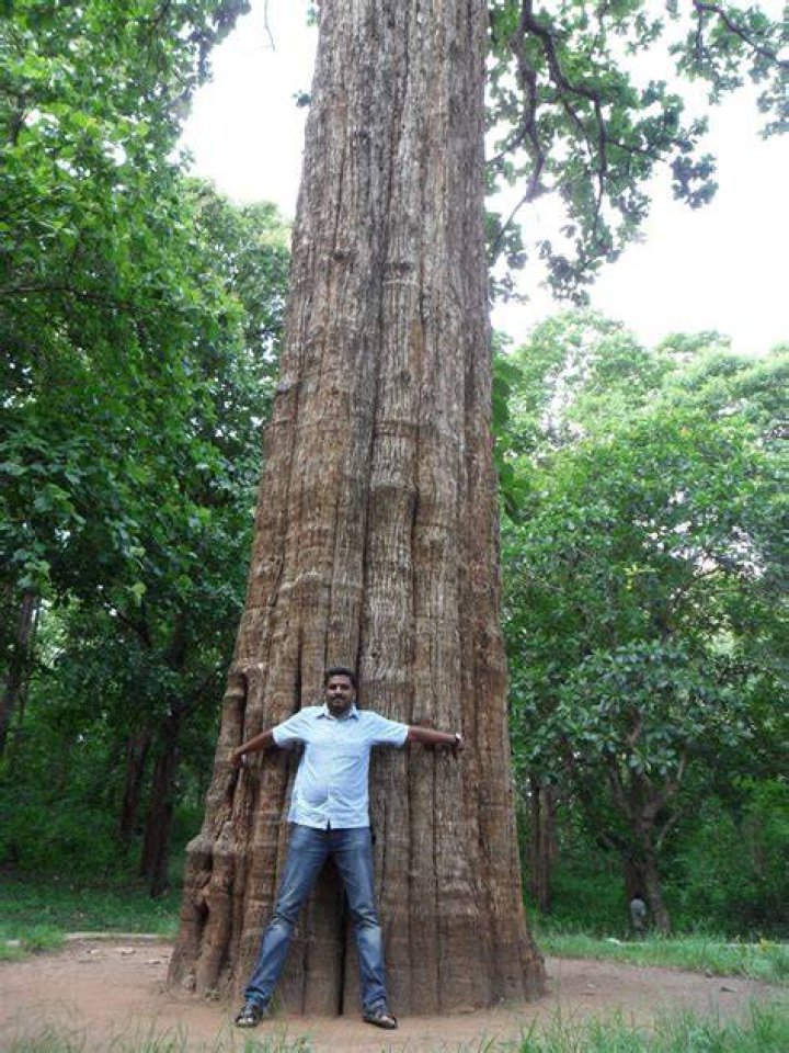 Which is biggest tree in India?