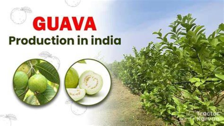 Who brought guava to India?
