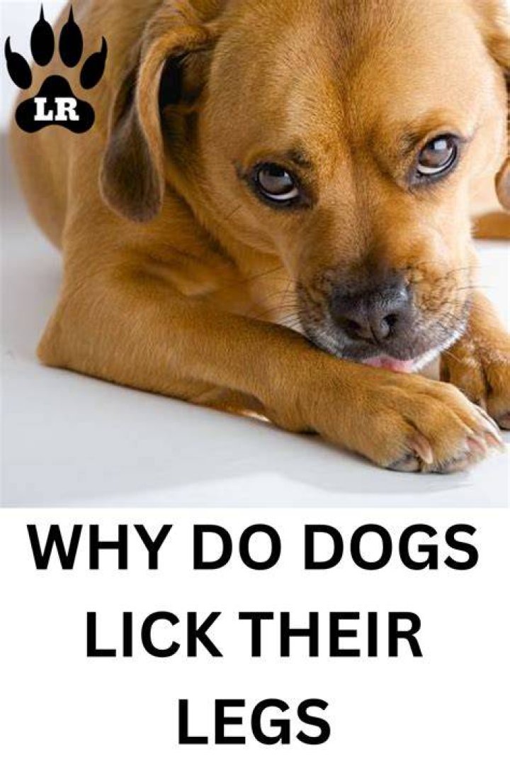 Why do dogs lick their feet?