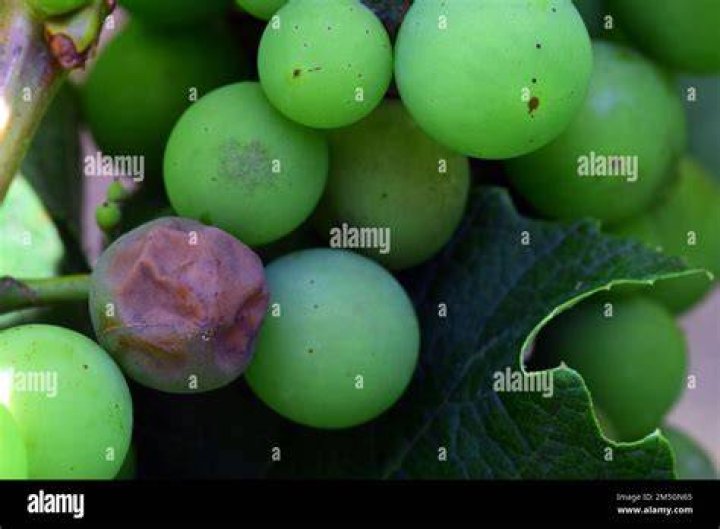 Why do my grapes have black spots on them?