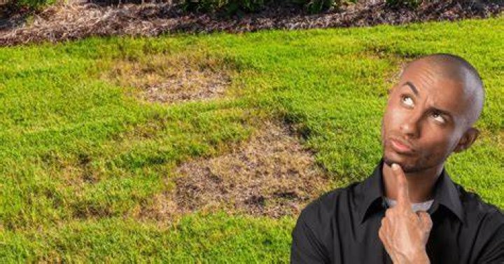 Why does grass release a smell when cut?
