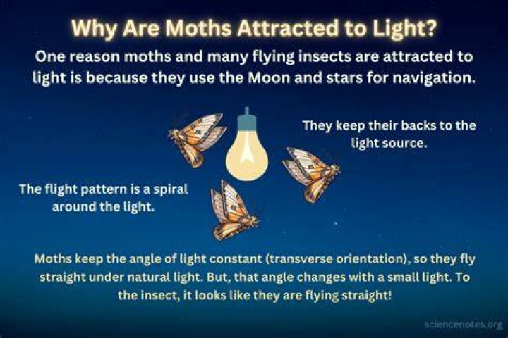 Why flies are attracted to light?