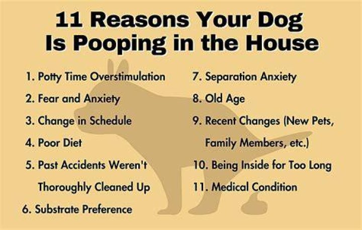 Why is my dog pooping in my new house?